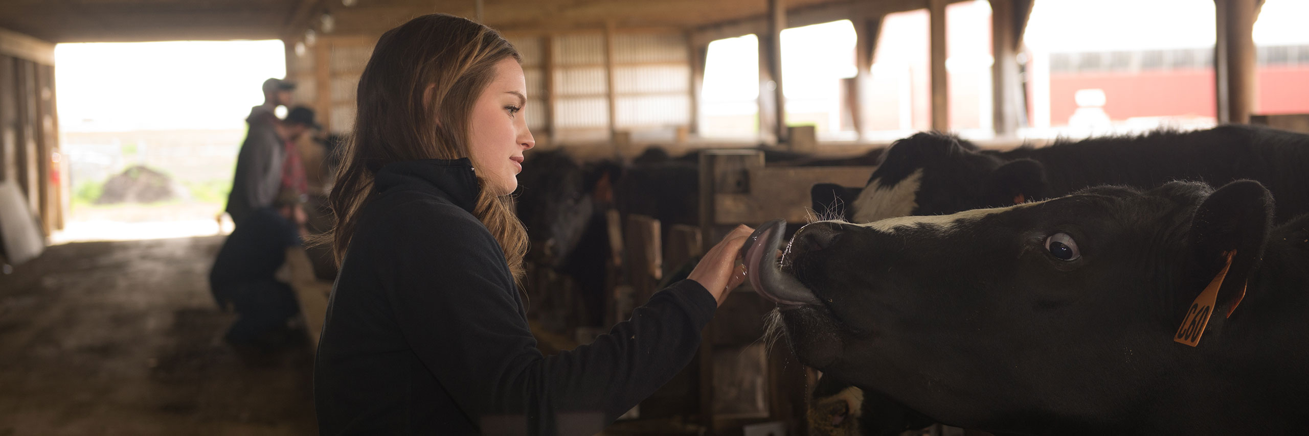 Student with cow