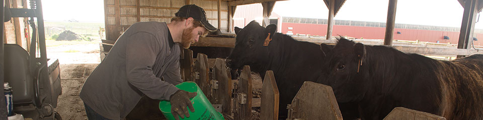 Student feeding a cow