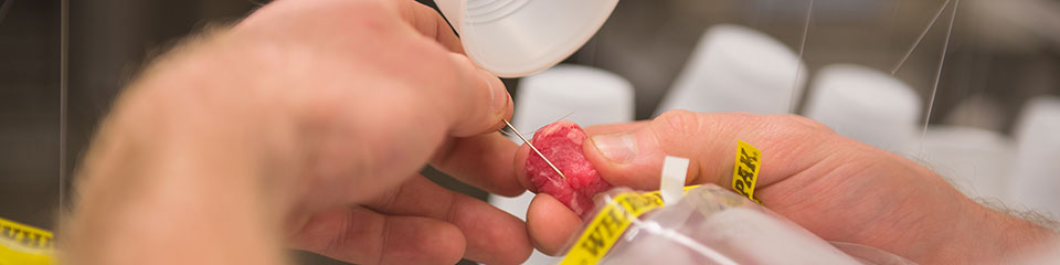 Raw meat being inspected in lab