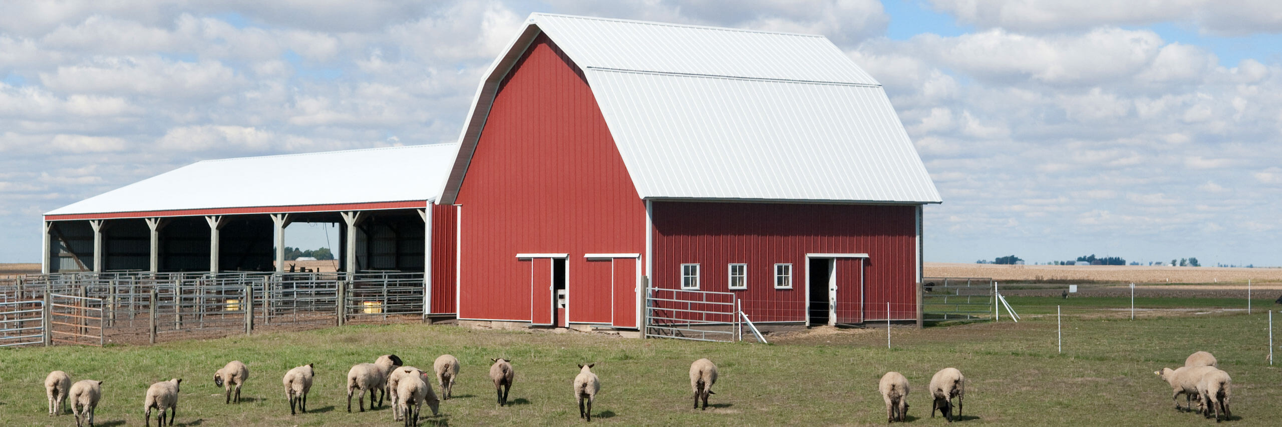 Sheep graze outside of the barn on the University Farm.