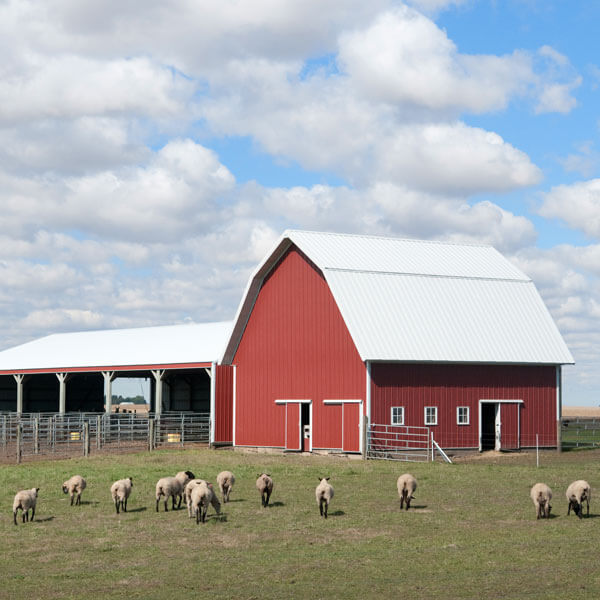 Sheep graze outside the barn on the University Farm.